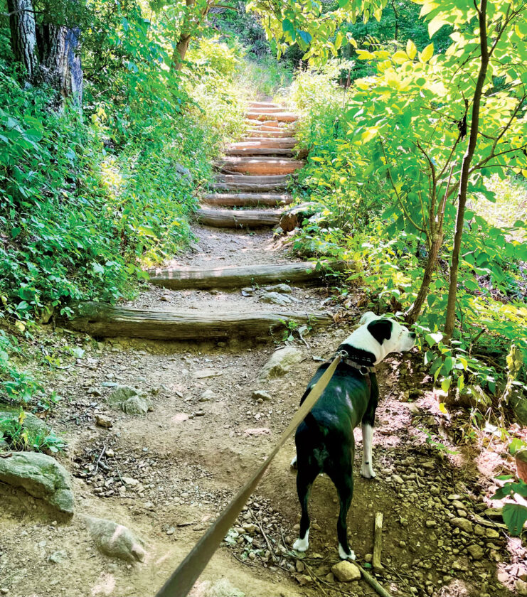 Editor’s Notes: Paws-itive development at West Virginia parks